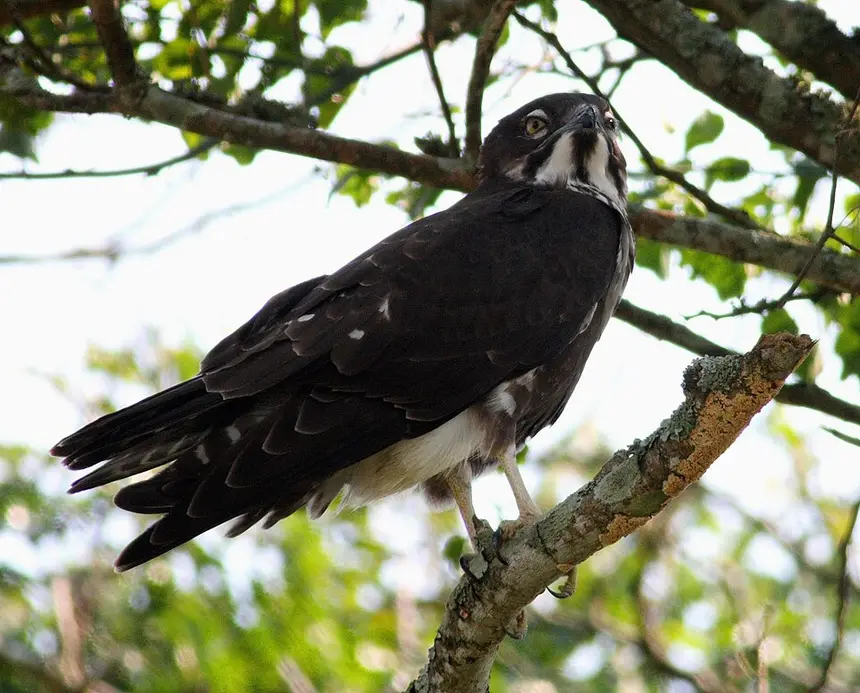 Bat Hawk (Macheiramphus alcinus) in Kruger National Park