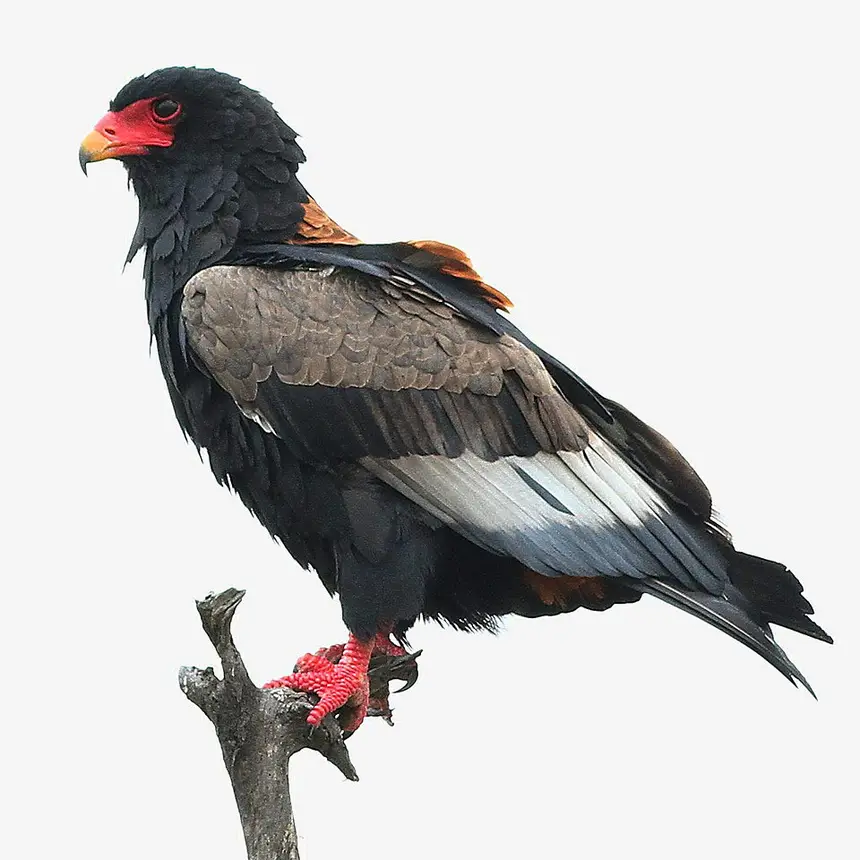 Bateleur (Terathopius ecaudatus) in Kruger National Park