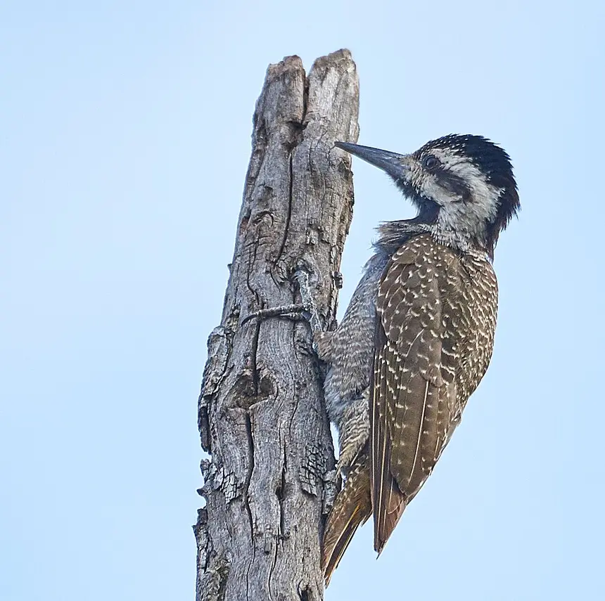 Bearded Woodpecker (Chloropicus namaquus) in Kruger National Park