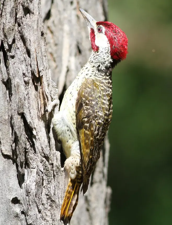 Bennett's Woodpecker (Campethera bennettii) in Kruger National Park