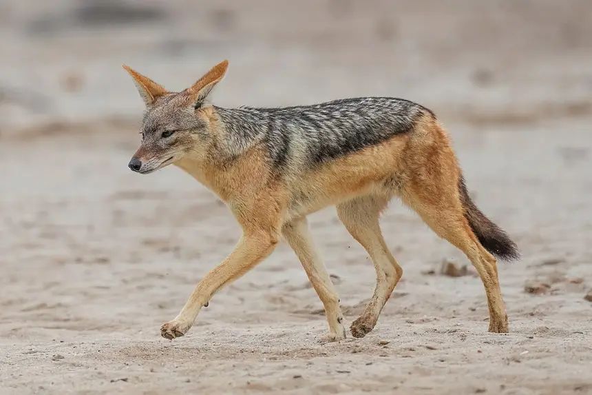 Black-backed Jackal (Lupulella mesomelas) in Kruger National Park