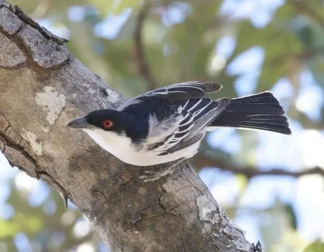 Black-backed Puffback (Dryoscopus cubla) in Kruger National Park