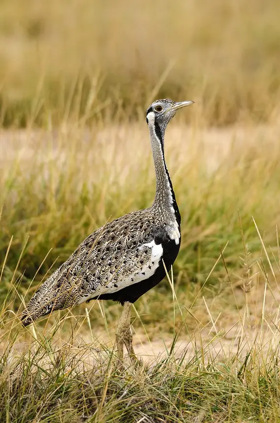 Black-bellied Bustard (Lissotis melanogaster) in Kruger National Park