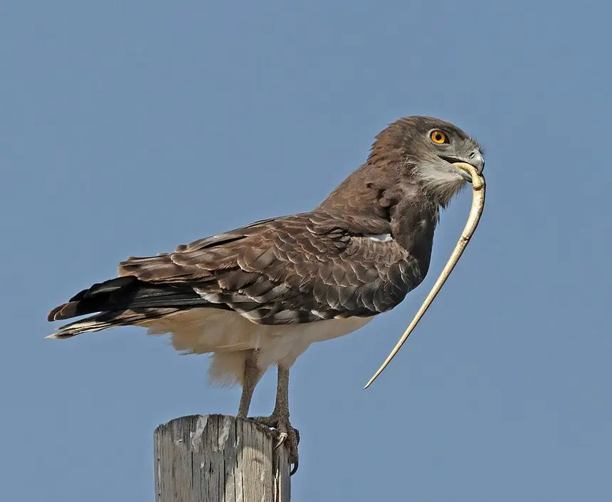 Black-chested Snake Eagle (Circaetus pectoralis) in Kruger National Park