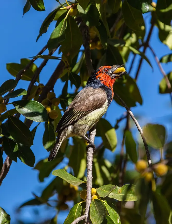 Black-collared Barbet (Lybius torquatus) in Kruger National Park