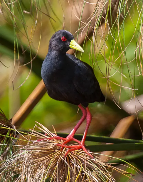 Black Crake (Zapornia flavirostra) in Kruger National Park