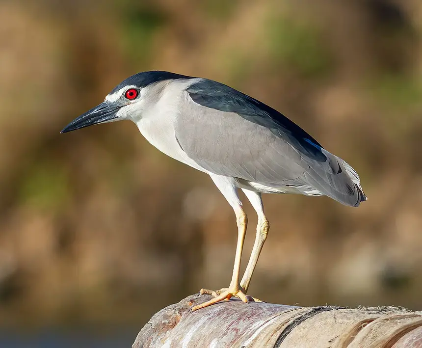 Black-crowned Night Heron (Nycticorax nycticorax) in Kruger National Park