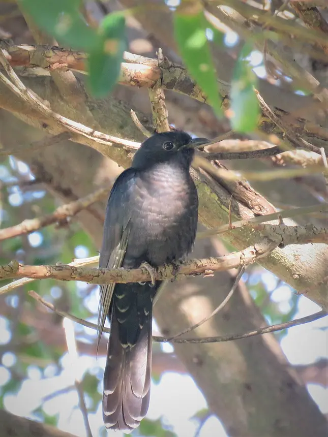 Black Cuckoo (Cuculus clamosus) in Kruger National Park