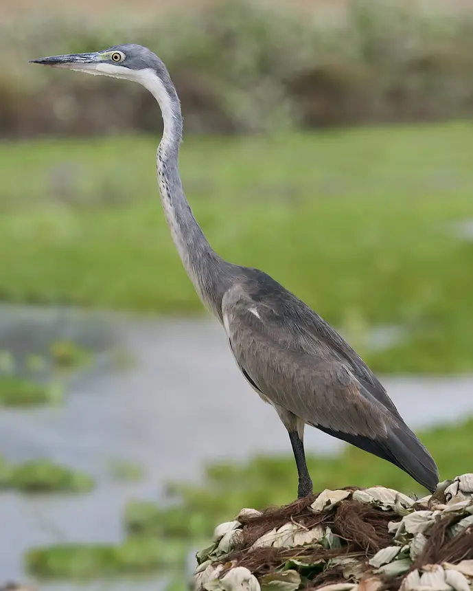 Black-headed Heron (Ardea melanocephala) in Kruger National Park