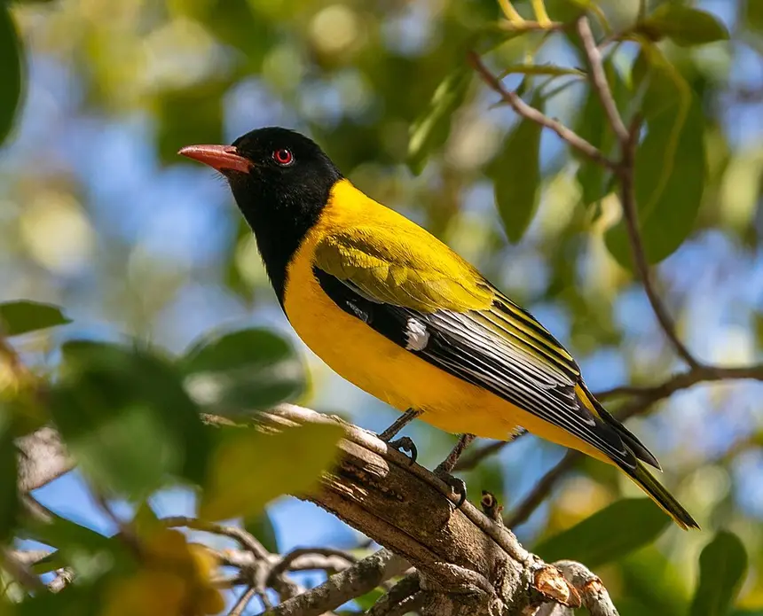 Black-headed Oriole (Oriolus larvatus) in Kruger National Park