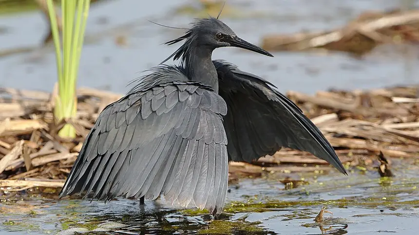 Black Heron (Egretta ardesiaca) in Kruger National Park