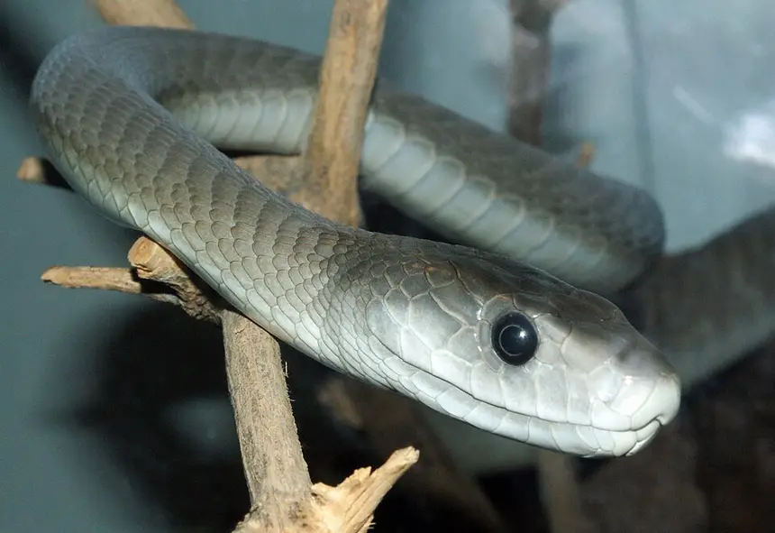 Black Mamba (Dendroaspis polylepis) in Kruger National Park