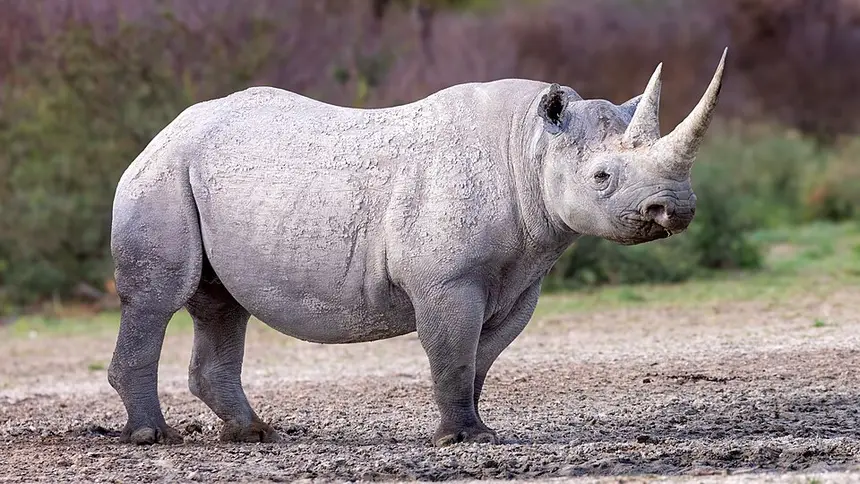 Black Rhinoceros (Diceros bicornis) in Kruger National Park
