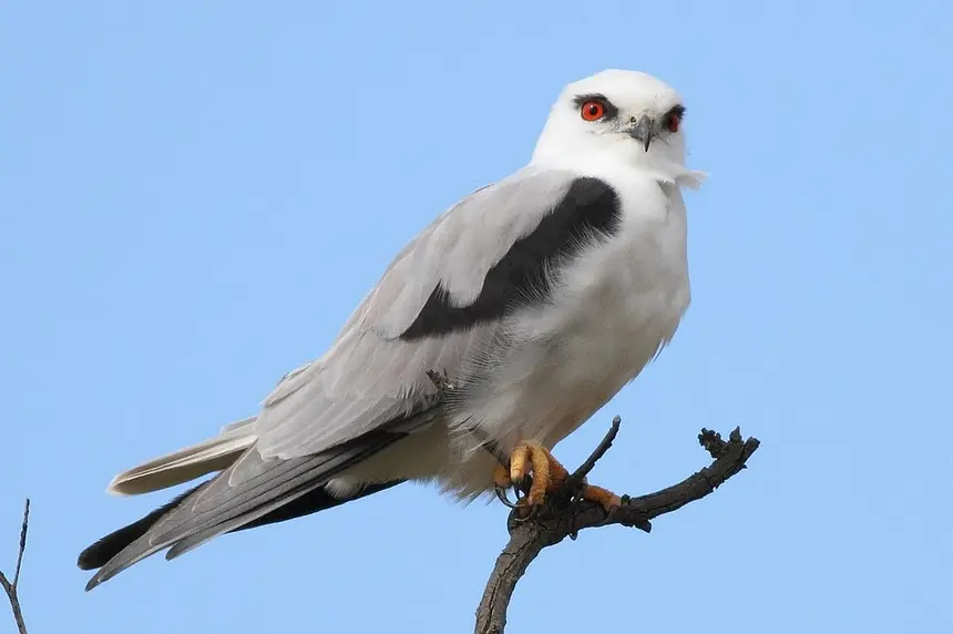 Black-shouldered Kite (Elanus caeruleus) in Kruger National Park