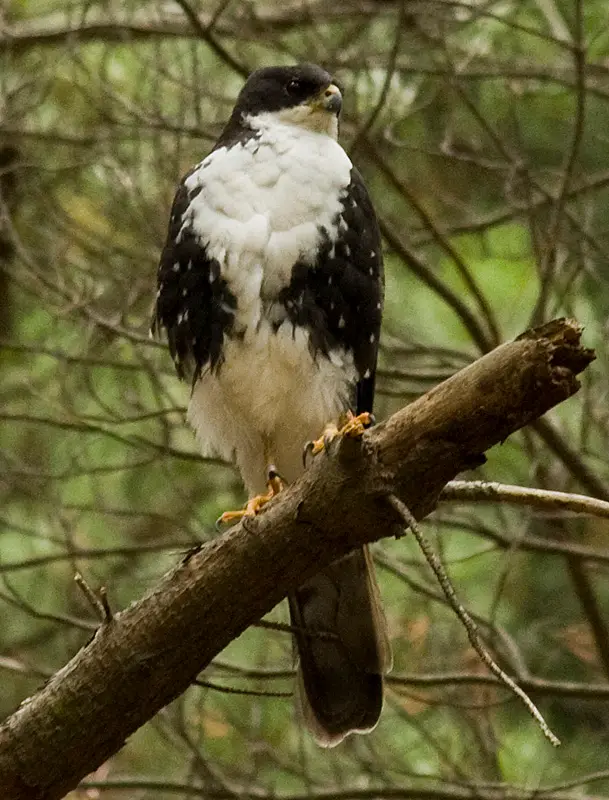 Black Sparrowhawk (Accipiter melanoleucus) in Kruger National Park