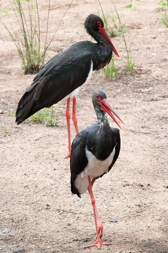 Black Stork (Ciconia nigra) in Kruger National Park