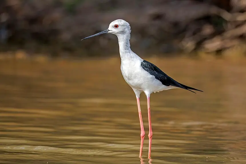 Black-winged Stilt (Himantopus himantopus) in Kruger National Park