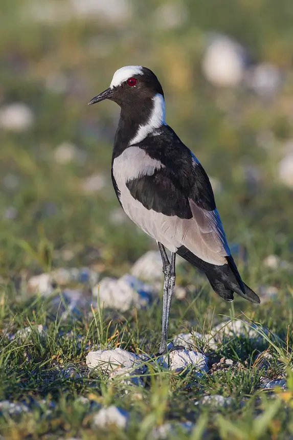 Blacksmith Lapwing (Vanellus armatus) in Kruger National Park