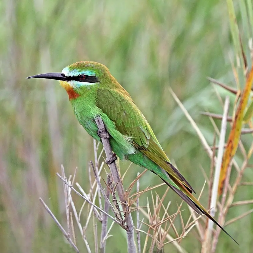 Blue-cheeked Bee-eater (Merops persicus) in Kruger National Park