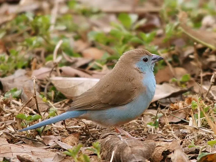 Blue Waxbill (Uraeginthus angolensis) in Kruger National Park