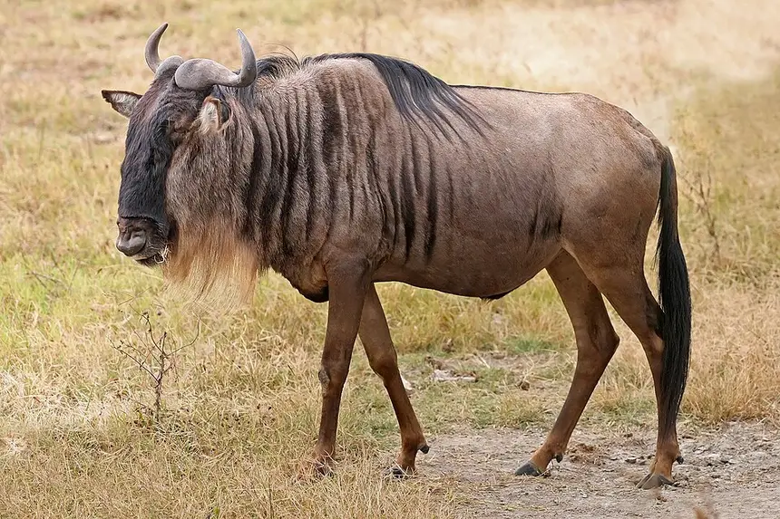 Blue Wildebeest (Connochaetes taurinus) in Kruger National Park