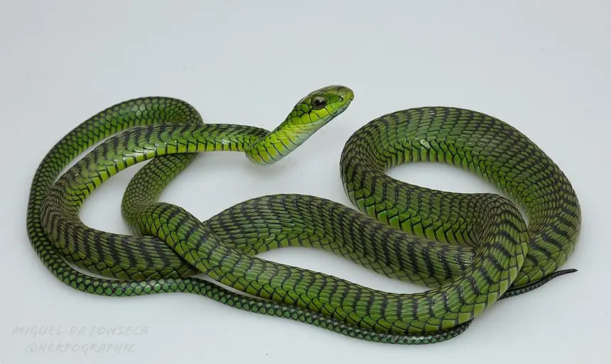 Boomslang (Dispholidus typus) in Kruger National Park