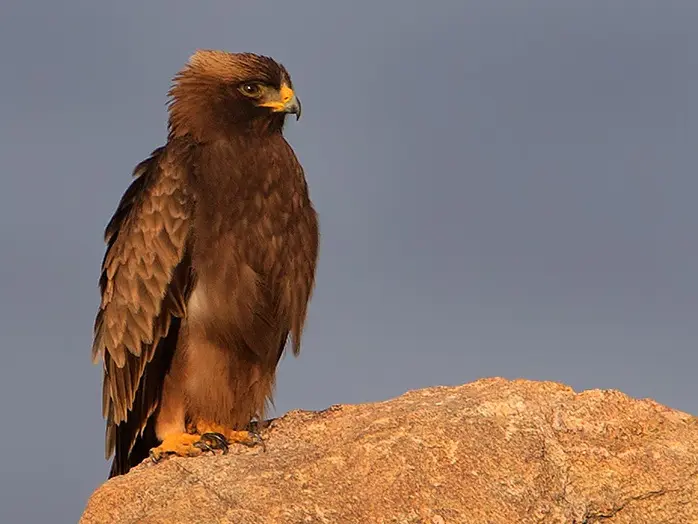 Booted Eagle (Hieraaetus pennatus) in Kruger National Park