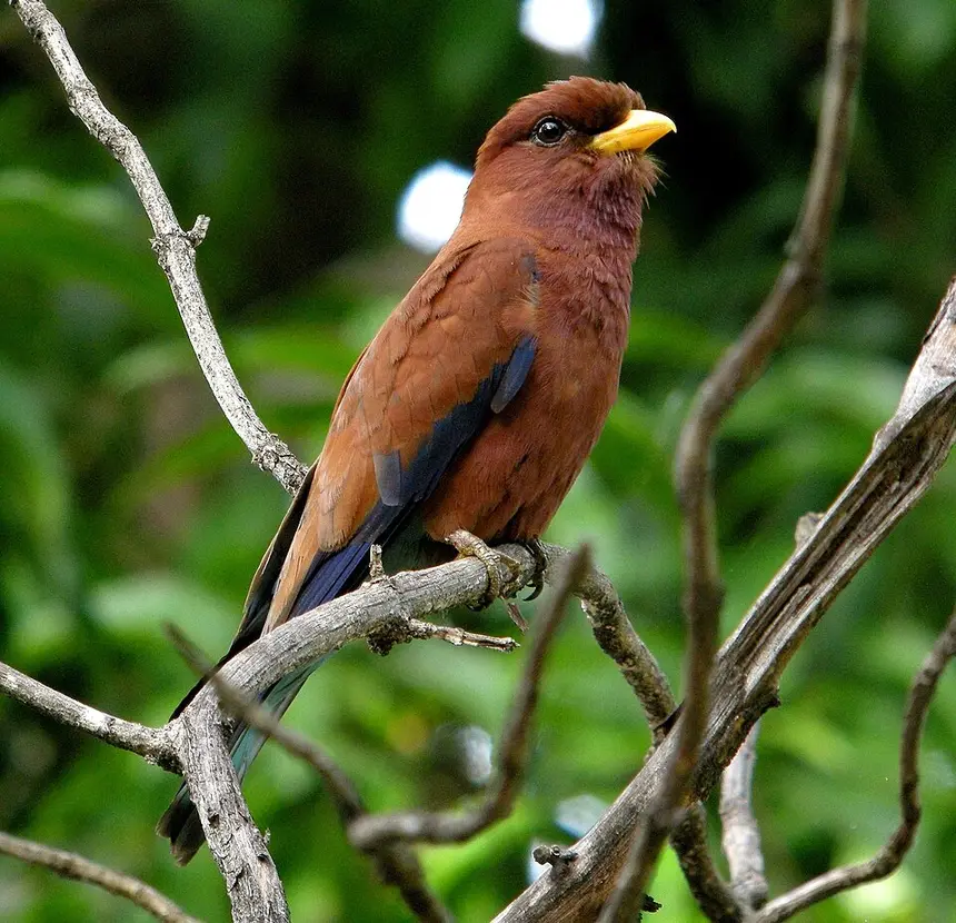 Broad-billed Roller (Eurystomus glaucurus) in Kruger National Park