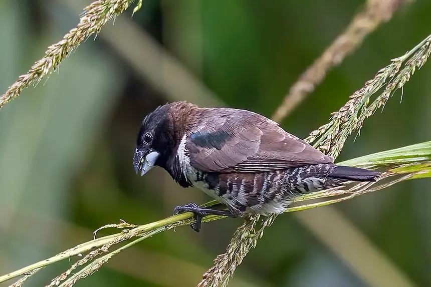 Bronze Mannikin (Spermestes cucullata) in Kruger National Park