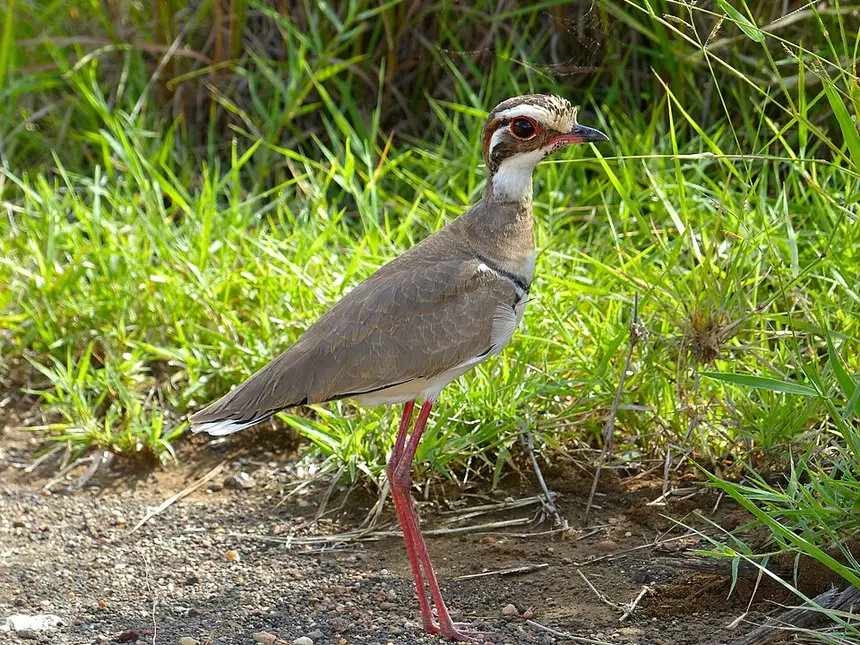 Bronze-winged Courser (Rhinoptilus chalcopterus) in Kruger National Park