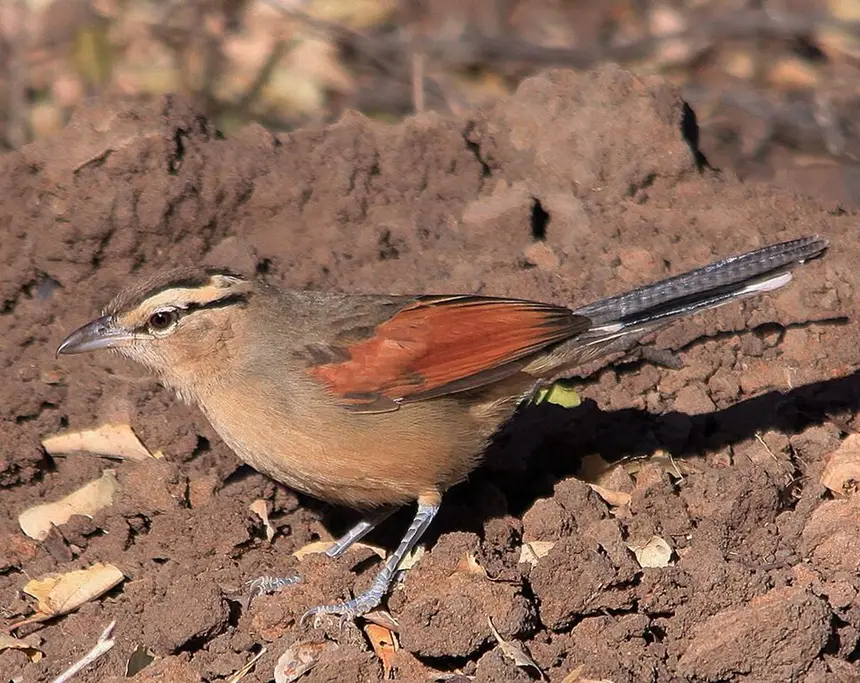 Brown-crowned Tchagra (Tchagra australis) in Kruger National Park