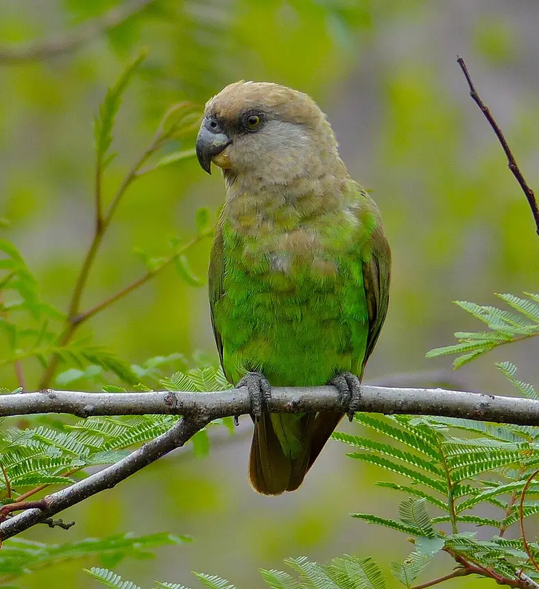 Brown-headed Parrot (Poicephalus cryptoxanthus) in Kruger National Park