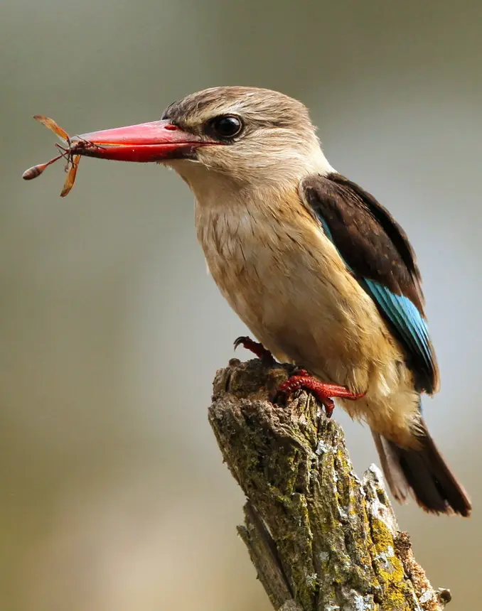 Brown-hooded Kingfisher (Halcyon albiventris) in Kruger National Park