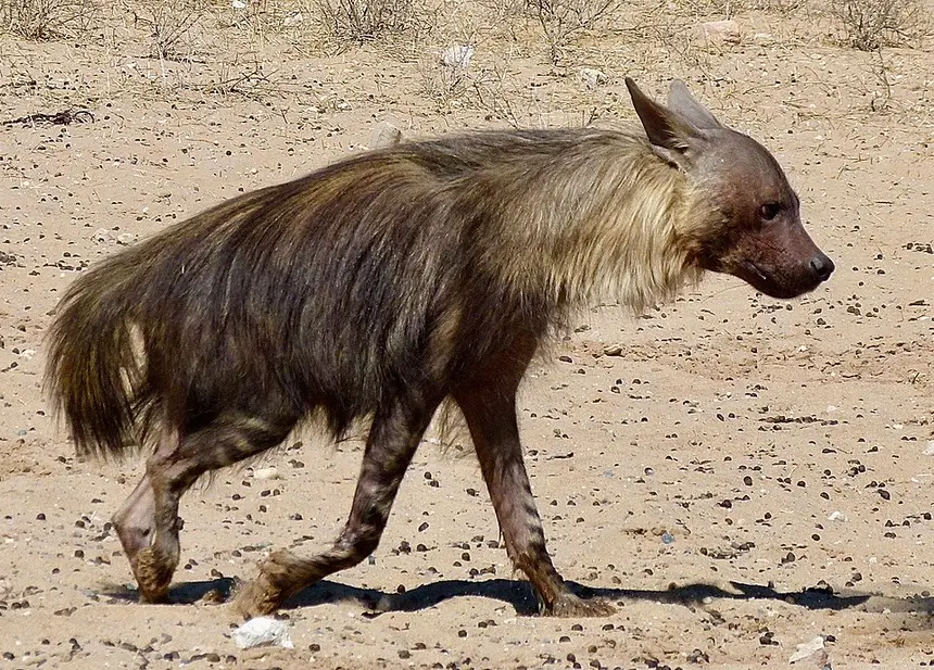 Brown Hyena (Parahyaena brunnea) in Kruger National Park