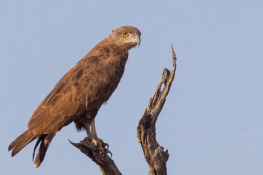Brown Snake Eagle (Circaetus cinereus) in Kruger National Park