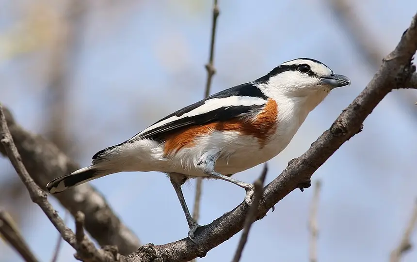Brubru (Nilaus afer) in Kruger National Park