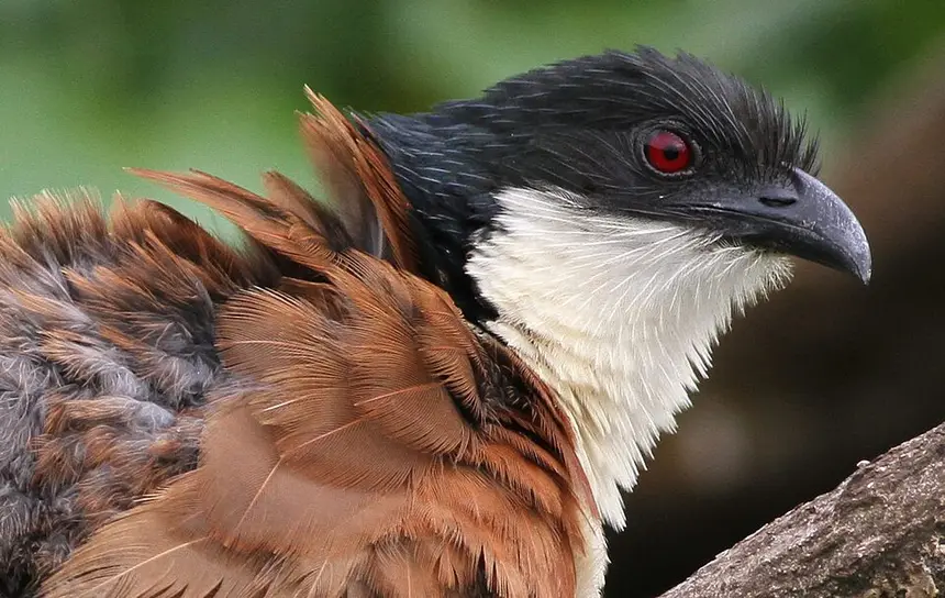 Burchell's Coucal (Centropus burchellii) in Kruger National Park