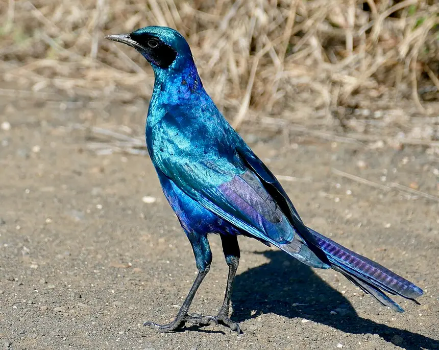 Burchell's Starling (Lamprotornis australis) in Kruger National Park