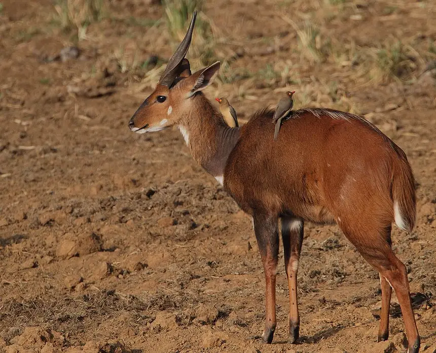 Bushbuck (Tragelaphus sylvaticus) in Kruger National Park