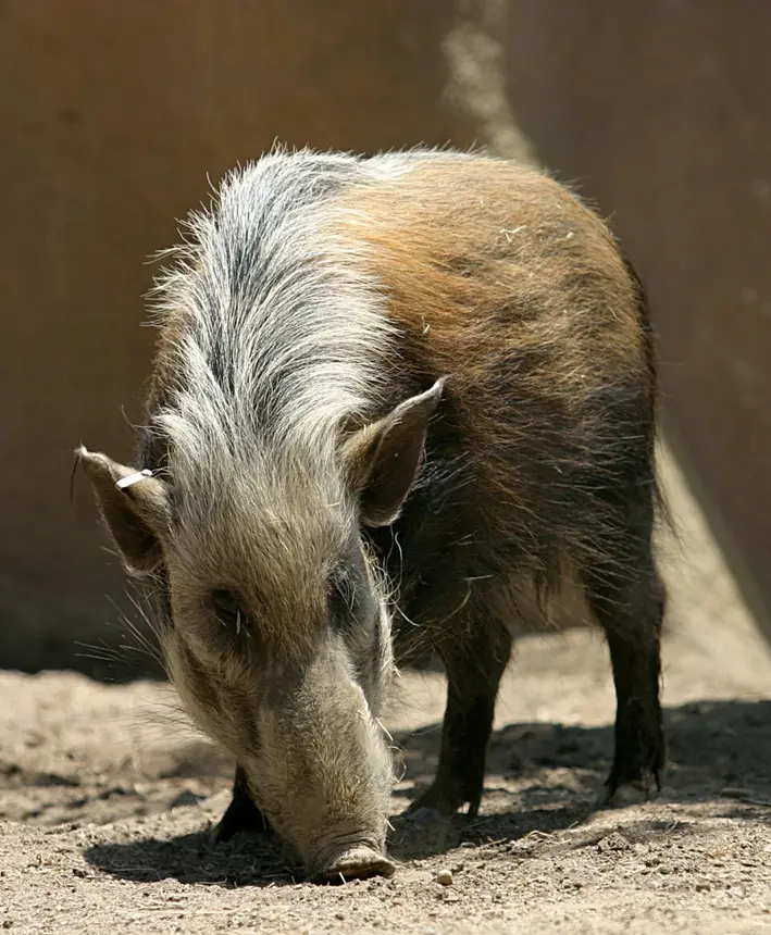 Bushpig (Potamochoerus larvatus) in Kruger National Park