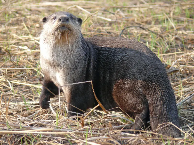 Cape Clawless Otter (Aonyx capensis) in Kruger National Park