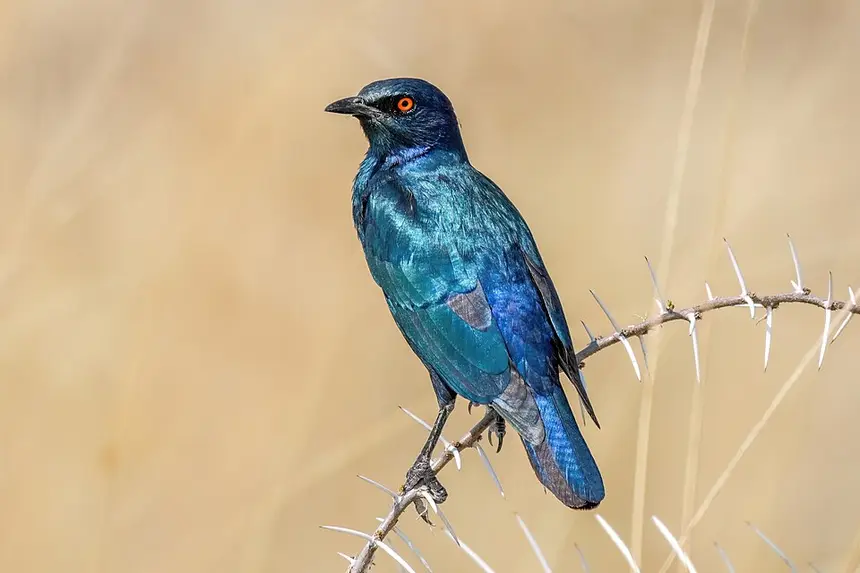 Cape Glossy Starling (Lamprotornis nitens) in Kruger National Park