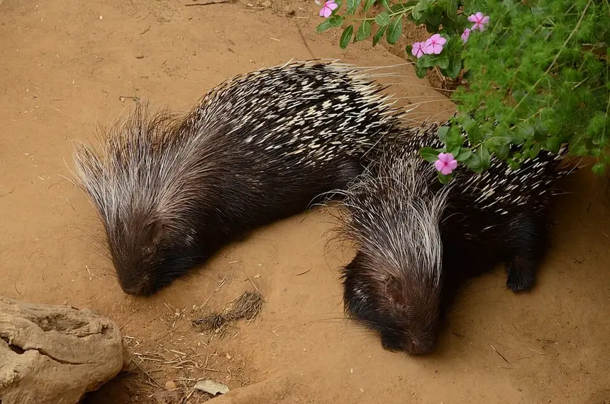 Cape Porcupine (Hystrix africaeaustralis) in Kruger National Park