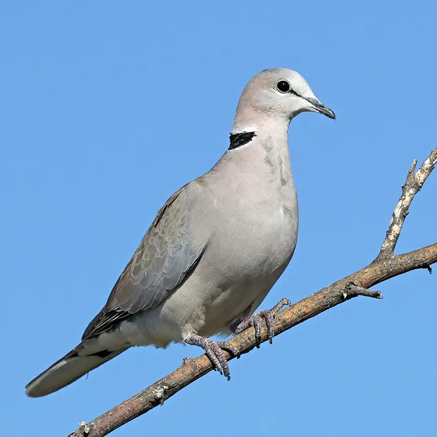 Cape Turtle Dove (Streptopelia capicola) in Kruger National Park