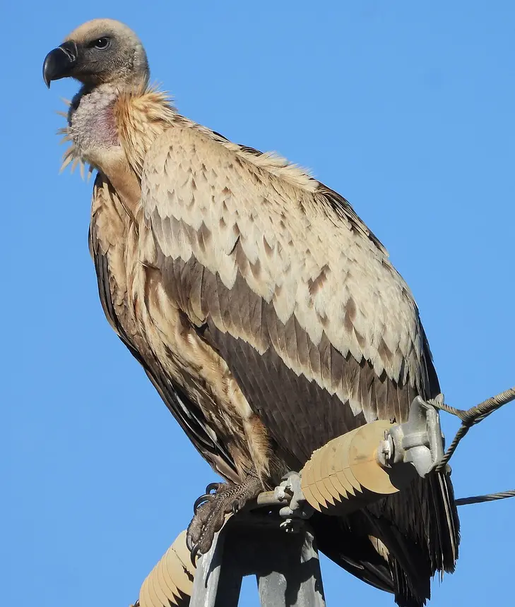 Cape Vulture (Gyps coprotheres) in Kruger National Park