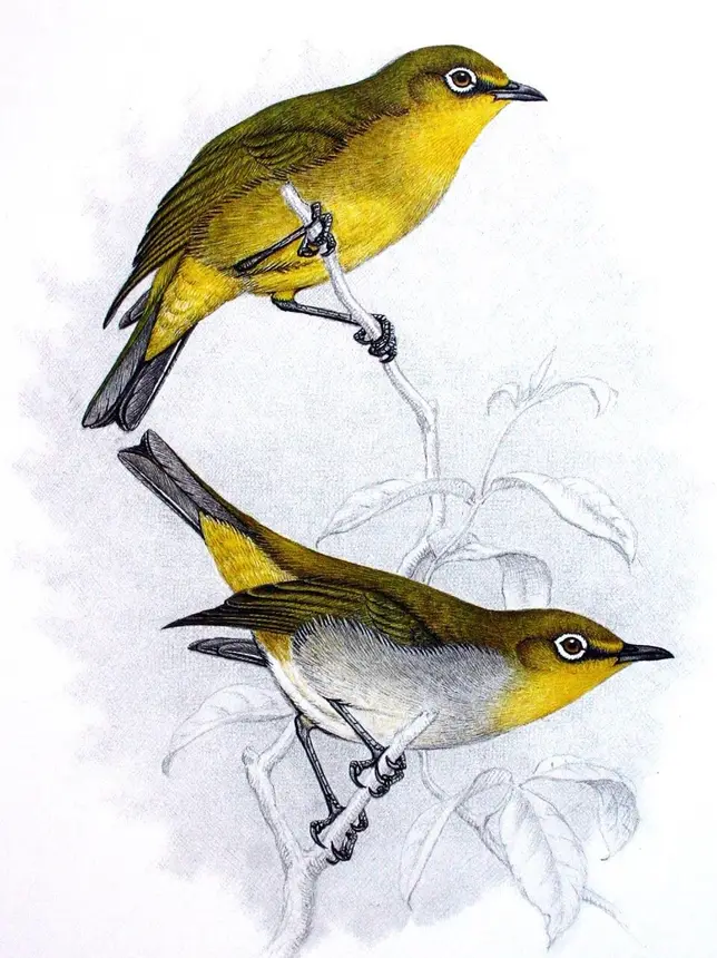 Cape White-eye (Zosterops virens) in Kruger National Park