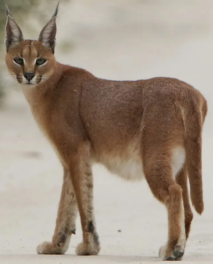 Caracal (Caracal caracal) in Kruger National Park