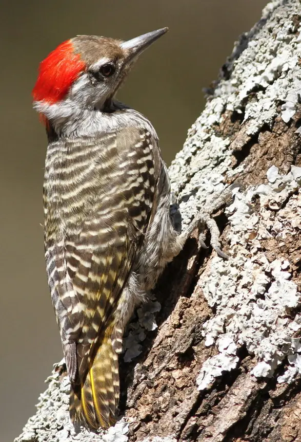 Cardinal Woodpecker (Dendropicos fuscescens) in Kruger National Park