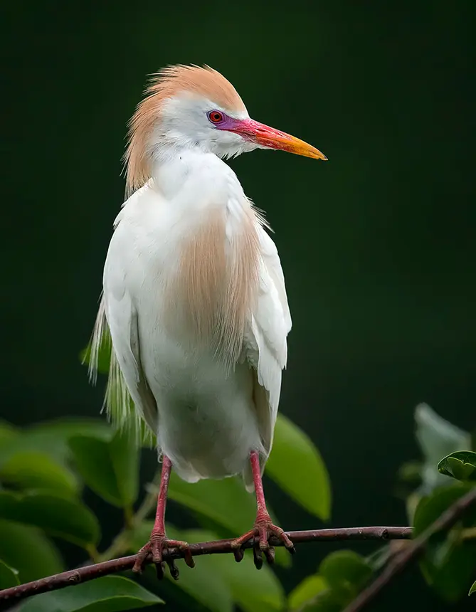Cattle Egret (Bubulcus ibis) in Kruger National Park