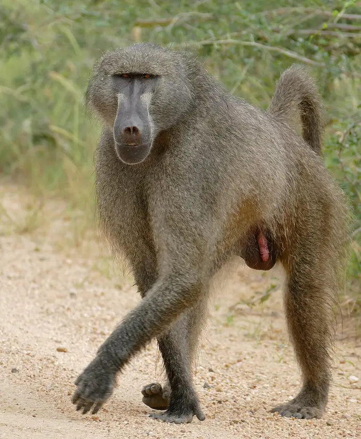 Chacma Baboon (Papio ursinus) in Kruger National Park